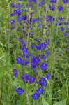 Alabama larkspur